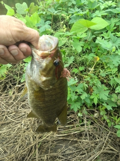スモールマウスバスの釣果