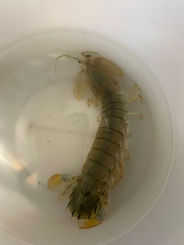 シャコの釣果