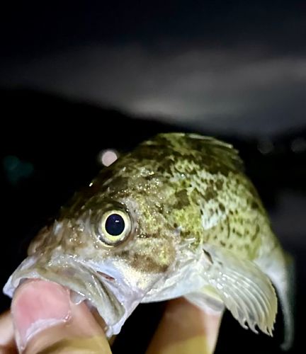 クロソイの釣果