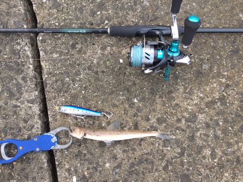 エソの釣果