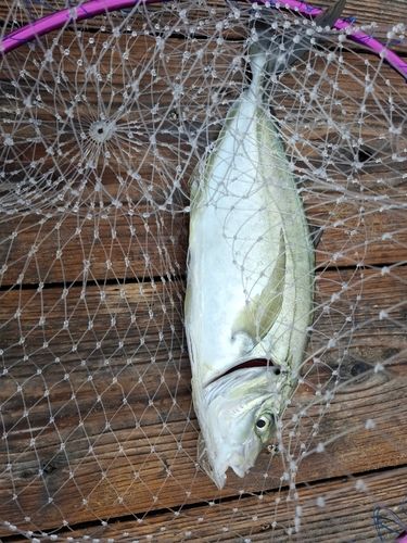 シマアジの釣果