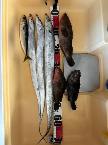 キジハタの釣果