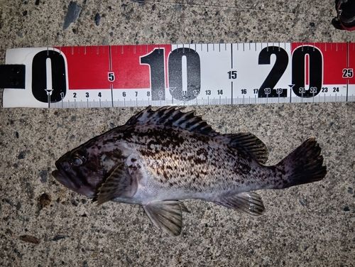 クロソイの釣果