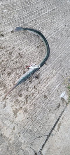 ダツの釣果