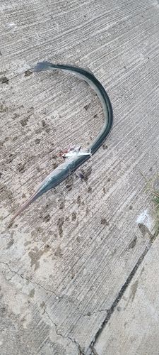 ダツの釣果