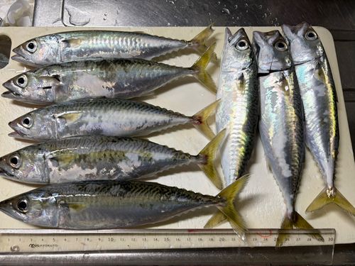 サバの釣果