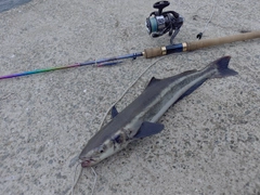 スギの釣果