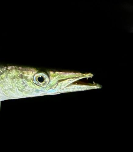 カマスの釣果