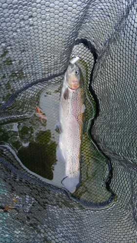 ニジマスの釣果