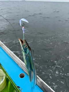タチウオの釣果