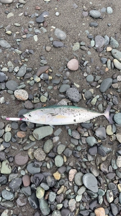 マルソウダの釣果