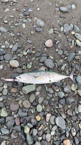 マルソウダの釣果