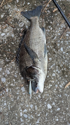 チヌの釣果