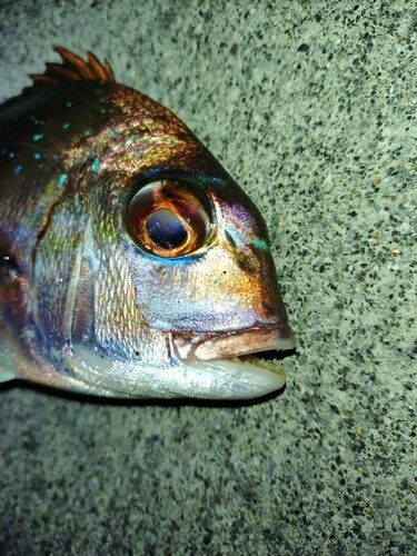 チャリコの釣果