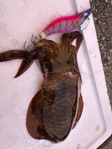 アオリイカの釣果