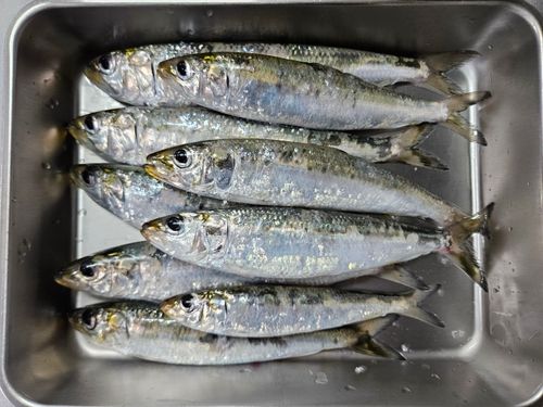 マイワシの釣果