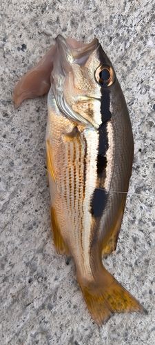 ヨコスジフエダイの釣果