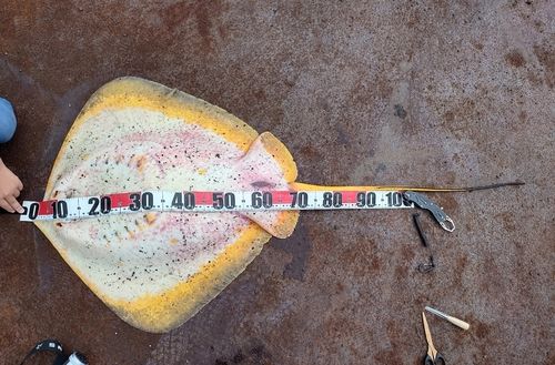 アカエイの釣果