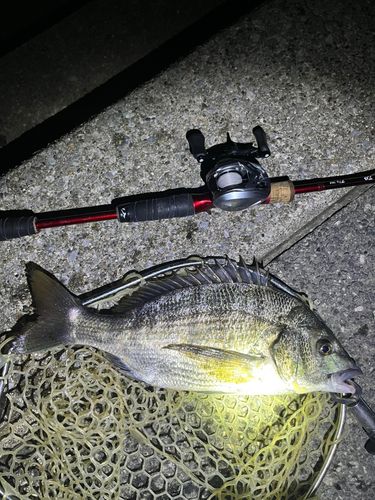 クロダイの釣果