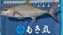 カンパチの釣果