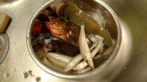キスの釣果