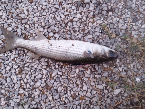 ボラの釣果