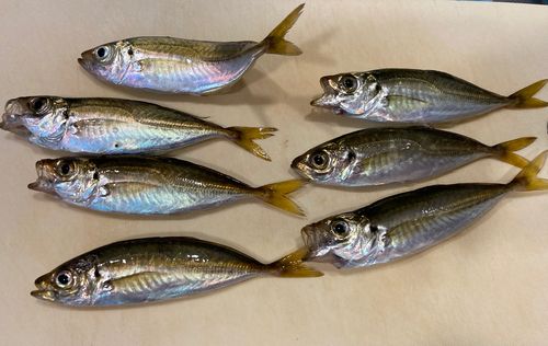 マアジの釣果