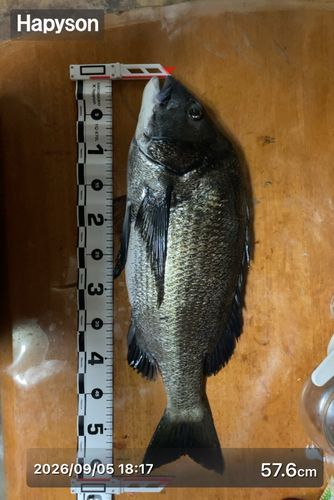 クロダイの釣果