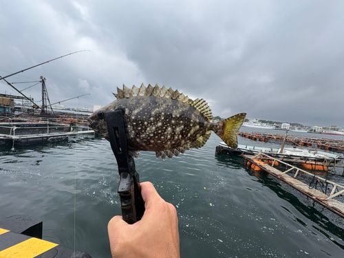 アイゴの釣果