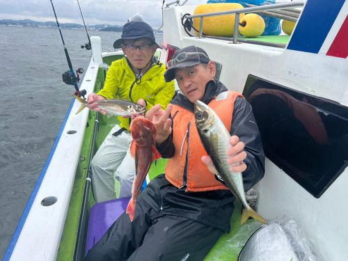 マアジの釣果