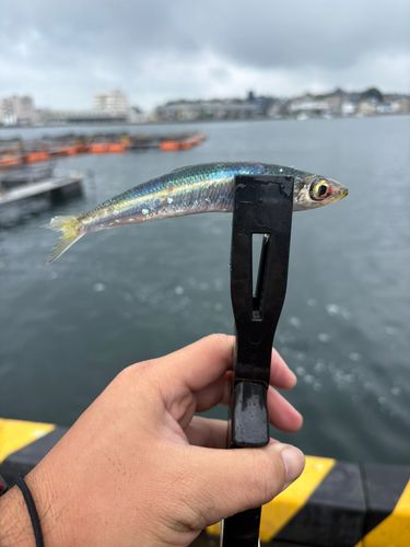 イワシの釣果