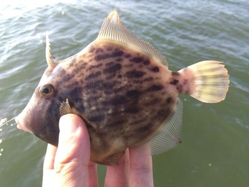 カワハギの釣果