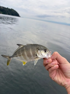 メッキの釣果