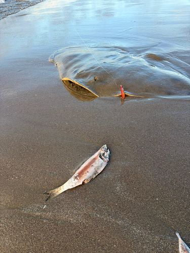 アカエイの釣果
