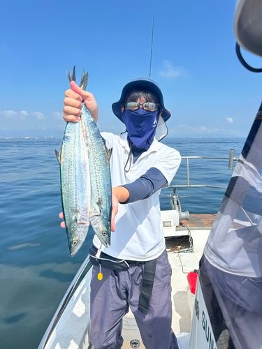 サワラの釣果