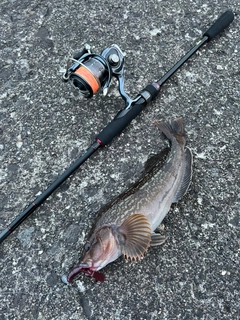 アイナメの釣果