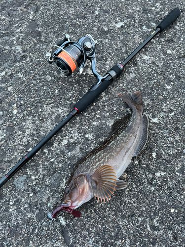 アイナメの釣果