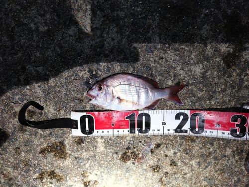 タイの釣果