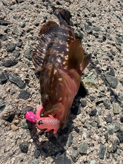 アコウの釣果