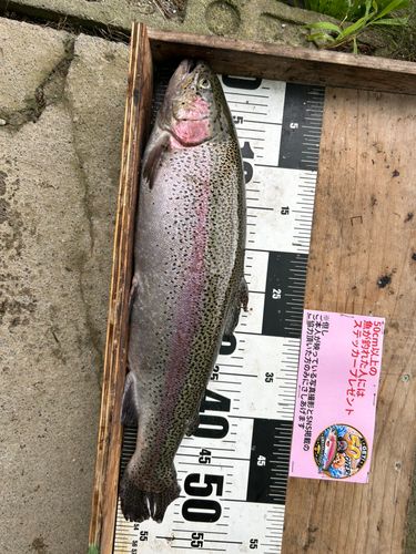 ニジマスの釣果