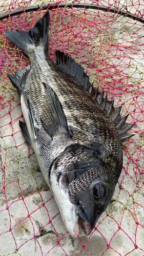 チヌの釣果