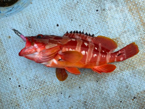 アカハタの釣果