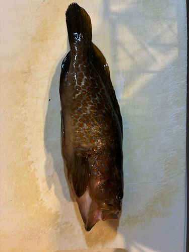 キジハタの釣果