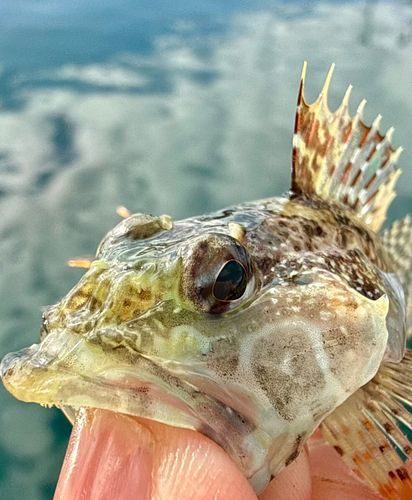 アサヒアナハゼの釣果