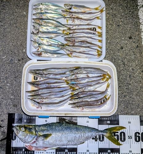 ヒラマサの釣果