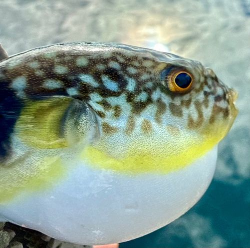 フグの釣果