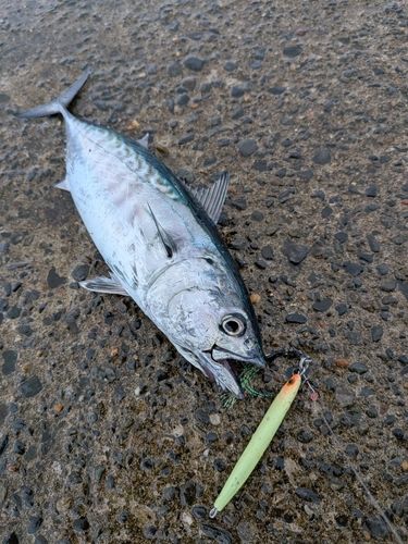 ソウダガツオの釣果