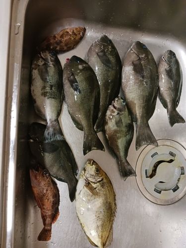 グレの釣果