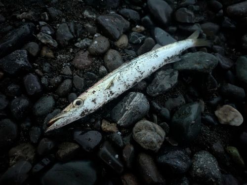 カマスの釣果