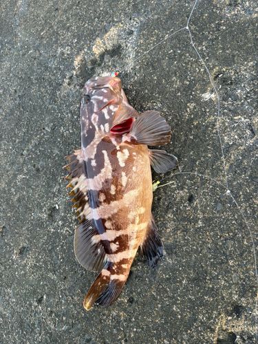 クエの釣果